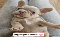 French Bulldog dogs for sale: French bulldog pups  - Image 14