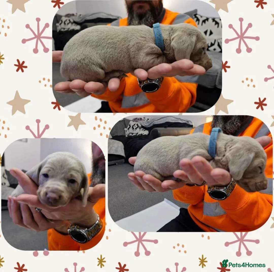 Miniature Dachshund dogs for sale: Absolutely beautiful  in Portsmouth - Advert 3