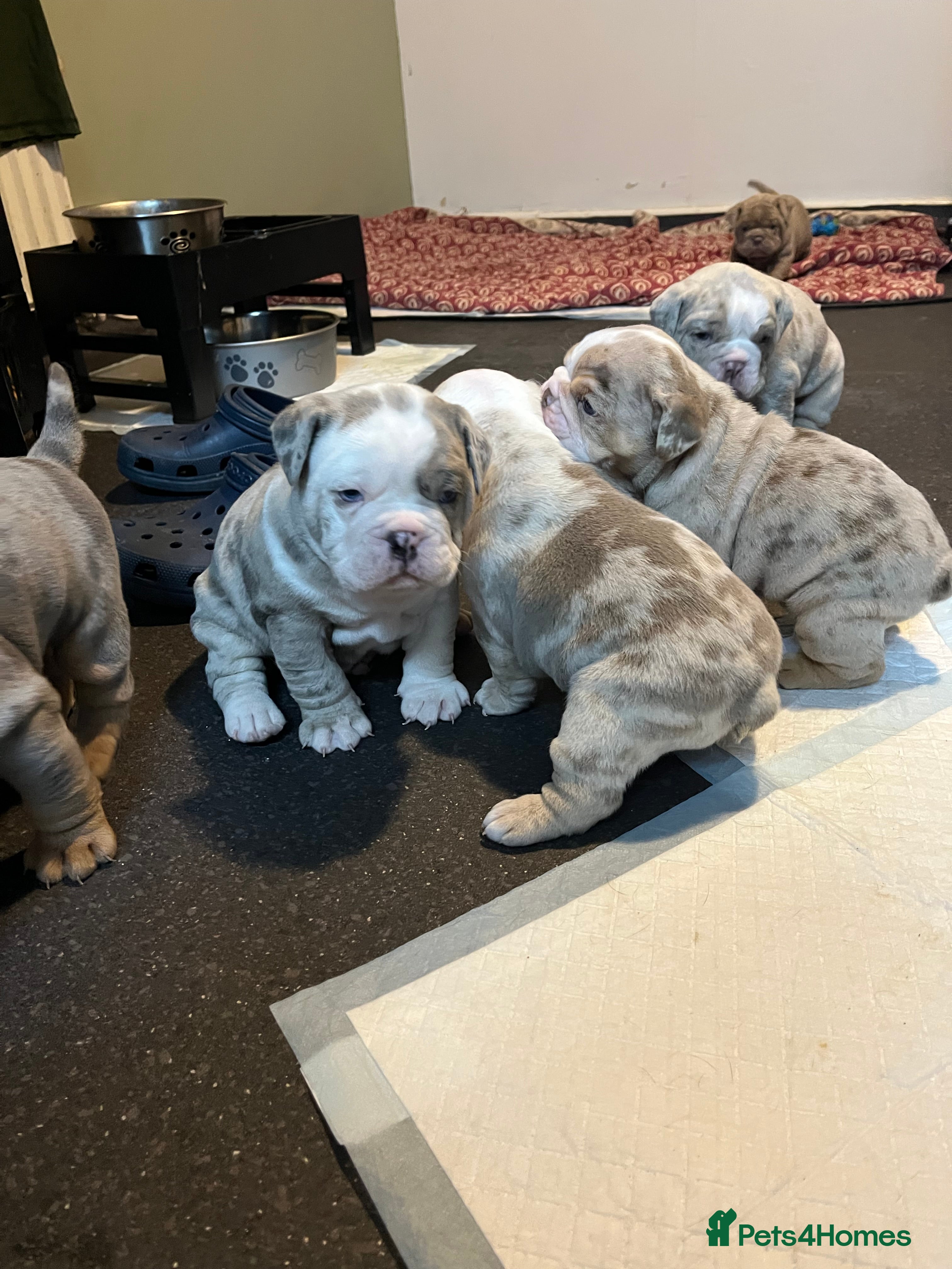 Olde English Bulldogge dogs Old English bulldog  - Advert 2