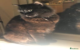 Mixed Breed cats for sale: Male Maine Coon/Siamese mix kitten  - Advert 4