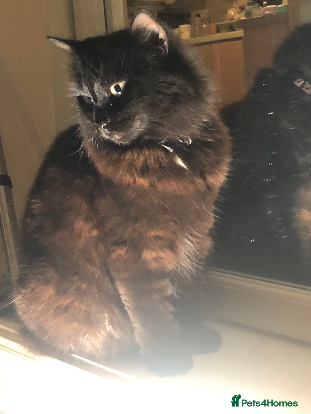 Mixed Breed cats for sale: Male Maine Coon/Siamese mix kitten  - Advert 4