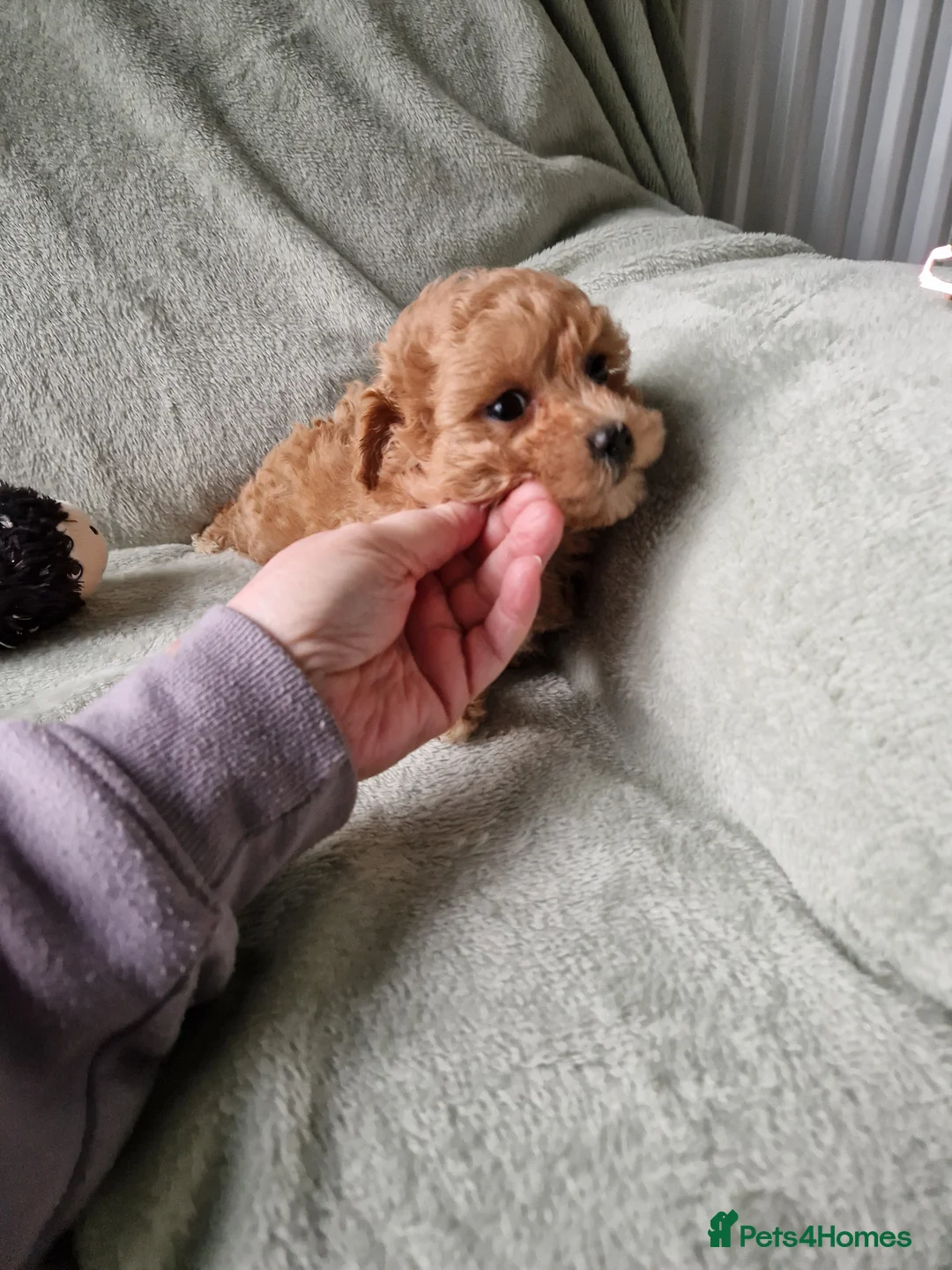 Maltipoo dogs for sale: Absolutely stunning maltipoo puppies  - Advert 12