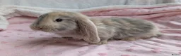 French Lop rabbits for sale: French Lop Rabbits – Ready from 4th September - Advert 4