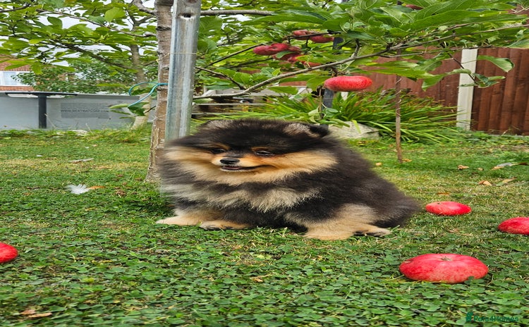 Pomeranian dogs - Advert 4