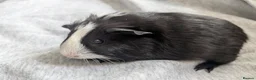 Guinea Pig rodents for sale: Guinea pigs boars and sows available  - Advert 20