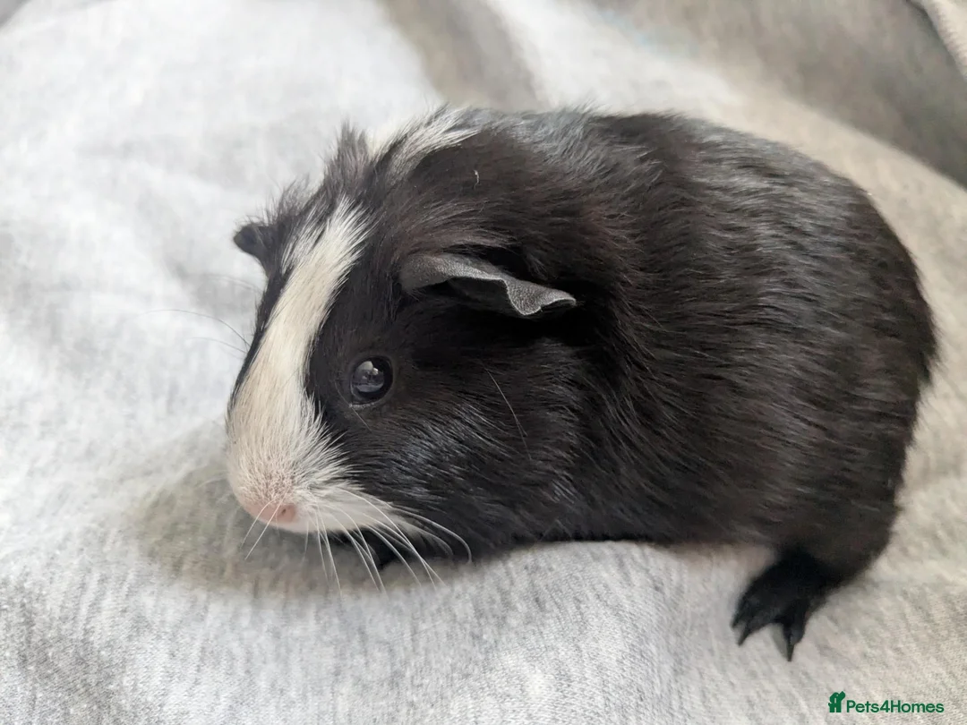 Guinea Pig rodents for sale: Guinea pigs boars and sows available  - Advert 20