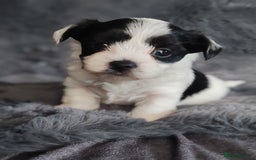 Biewer Terrier dogs for sale: Biewer Tereier Available 2 girls💜  1 Boy💚 - Image 10