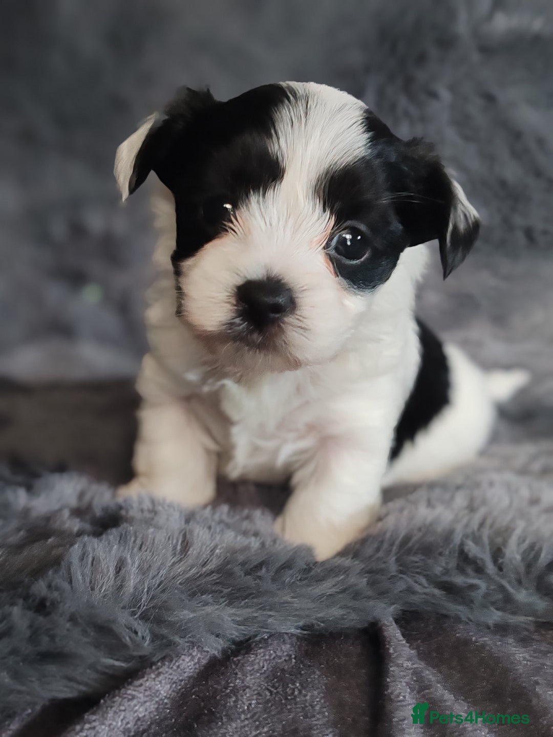 Biewer Terrier dogs for sale: Biewer Tereier Available 2 girls💜  1 Boy💚 - Image 10