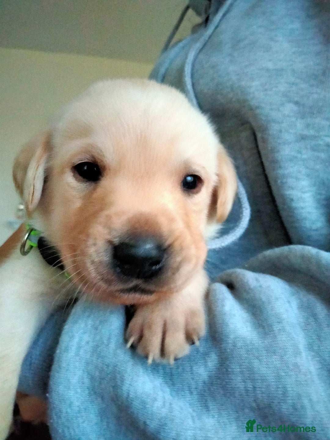 Labrador Retriever dogs for sale: KC Registered Labrador Retriever Puppies in Ross-on-Wye - Image 13