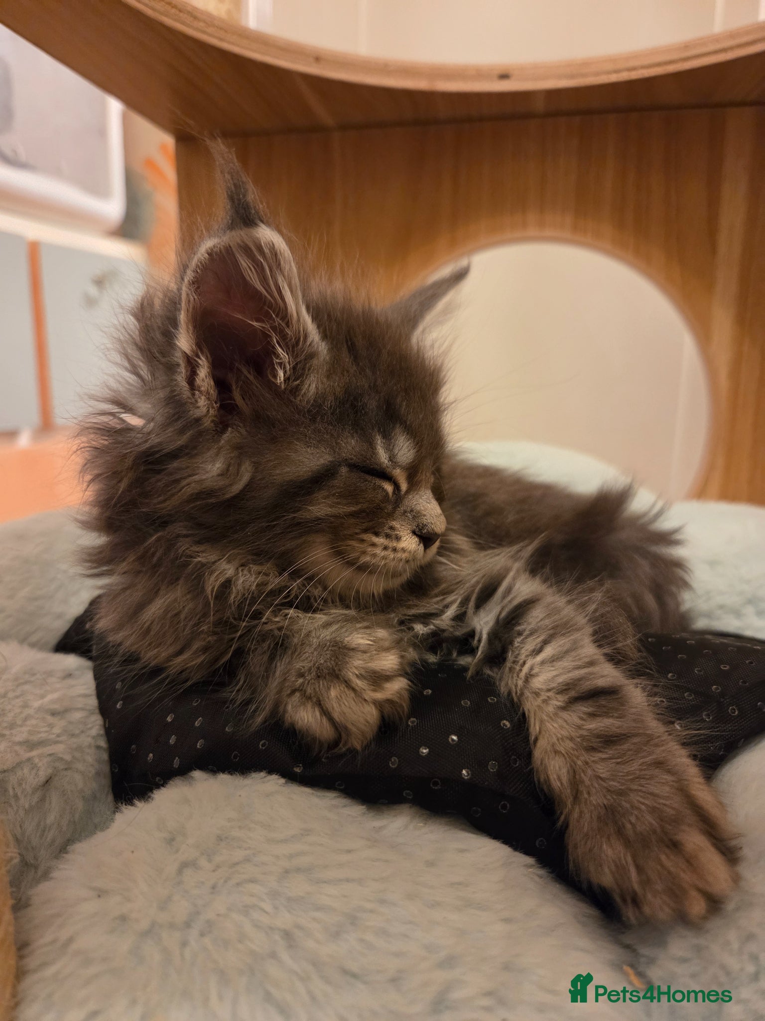 Maine Coon cats Outstanding Quality TICA reg Kittens - Advert 2