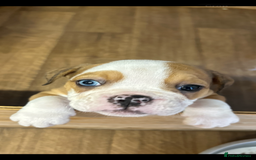 English Bulldog dogs for sale: English bulldogs  - Image 12