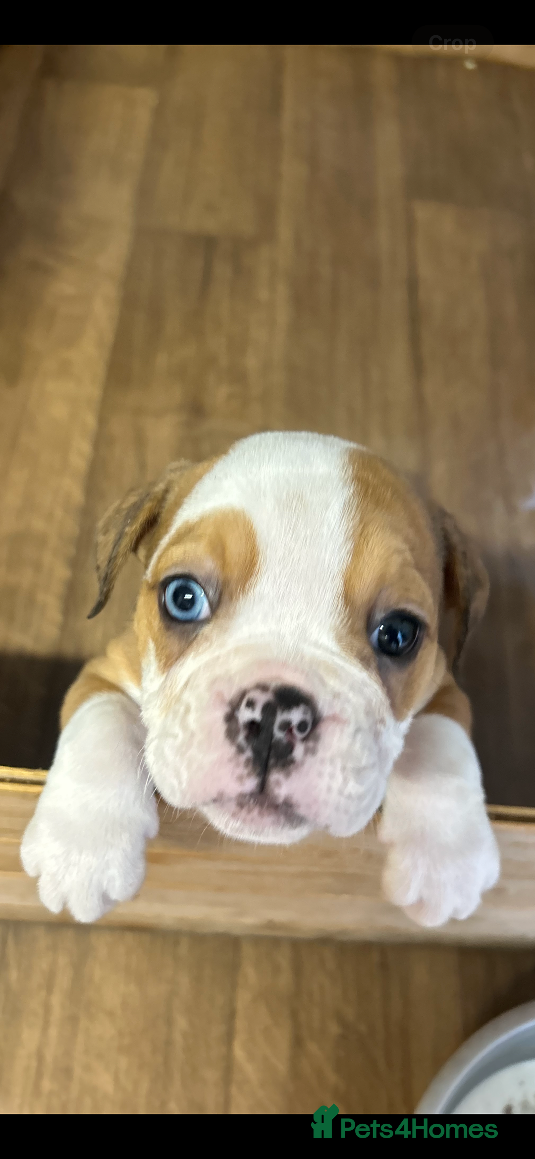English Bulldog dogs for sale: English bulldogs  - Image 12