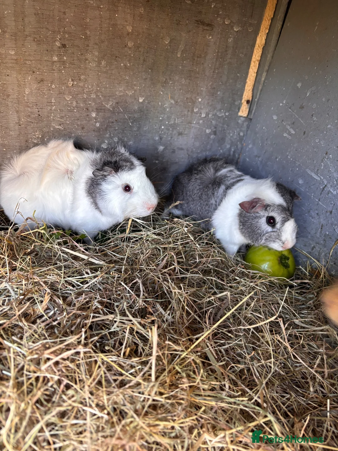 Guinea Pig rodents for sale: 3 Female Guinea Pigs For Sale  - Advert 2