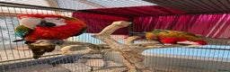 Macaws birds for sale: Tropicana x Jubilee pair of Macaws  - Advert 11
