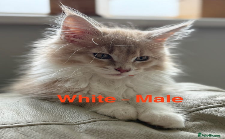 Maine Coon cats - Advert 2