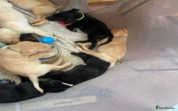 Labrador Retriever dogs for sale: Lovely Labrador puppies  - Image 11