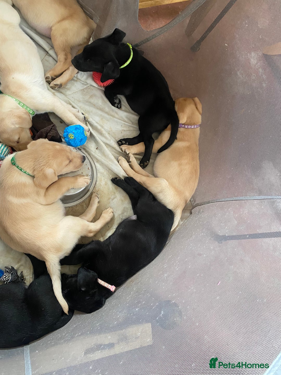 Labrador Retriever dogs for sale: Lovely Labrador puppies  - Image 11