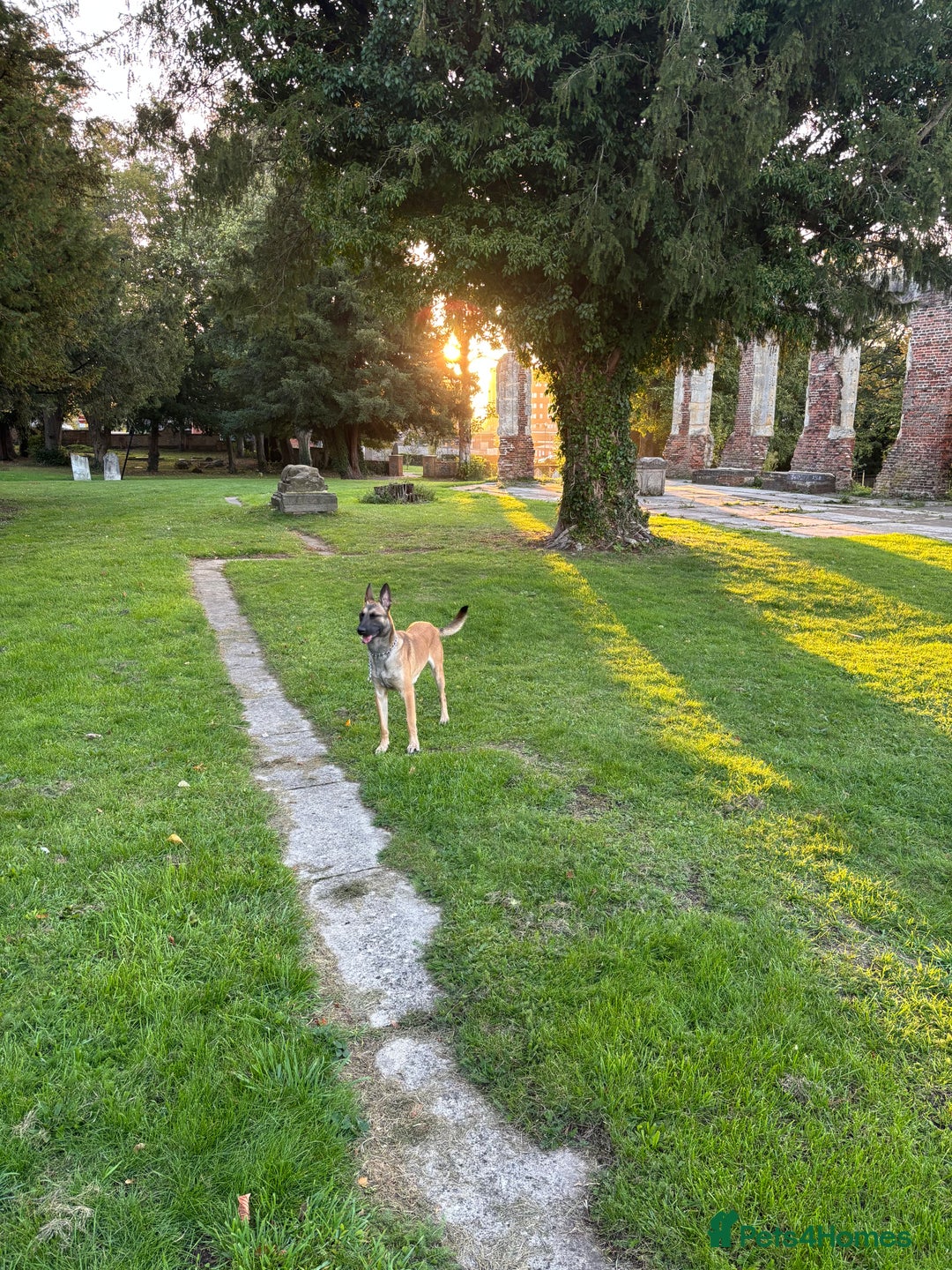 Belgian Shepherd Dog dogs for sale:  Sadie 1 Year Old Belgian Malinois, Smart & Loving - Advert 10