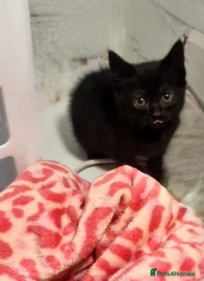 British Shorthair cats Kittens  - Advert 8