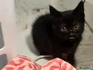 British Shorthair cats Kittens - Advert 8