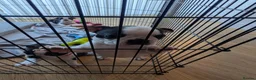 Boston Terrier dogs for sale: Boston Terrier Puppies  - Advert 6