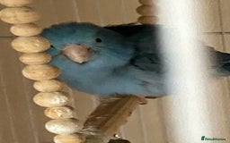 Parakeets birds for sale: Parrotlet - Image 2