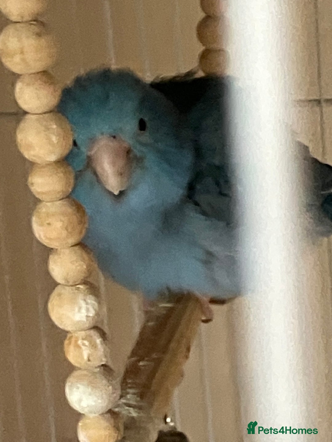 Parakeets birds for sale: Parrotlet - Image 2