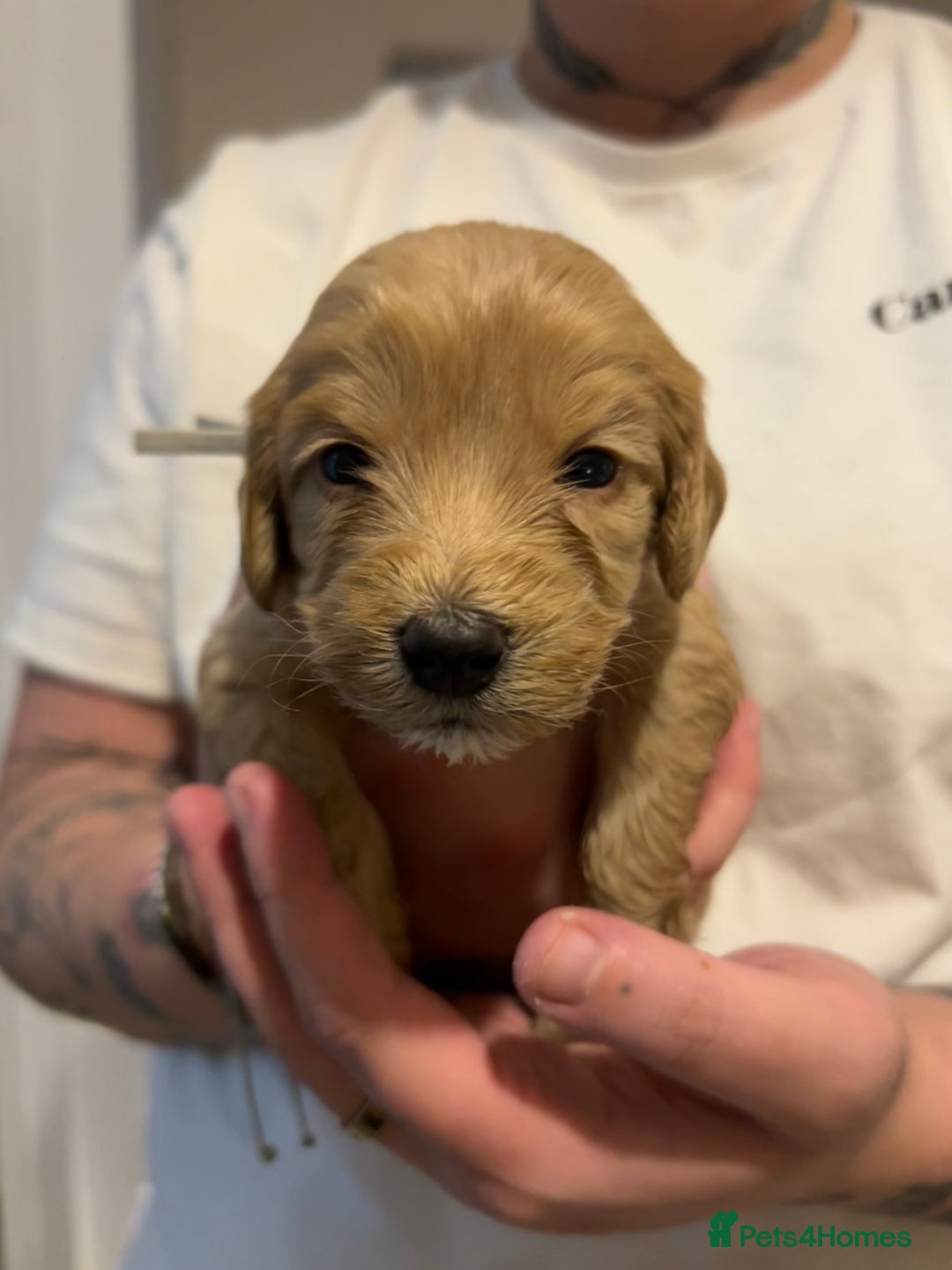 Cockapoo dogs for sale: 3 GORGEOUS COCKAPOOS💓 - Advert 3