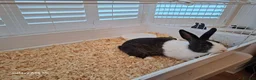 Mixed Breed rabbits for sale: Rabbit ready to go for free  - Advert 5