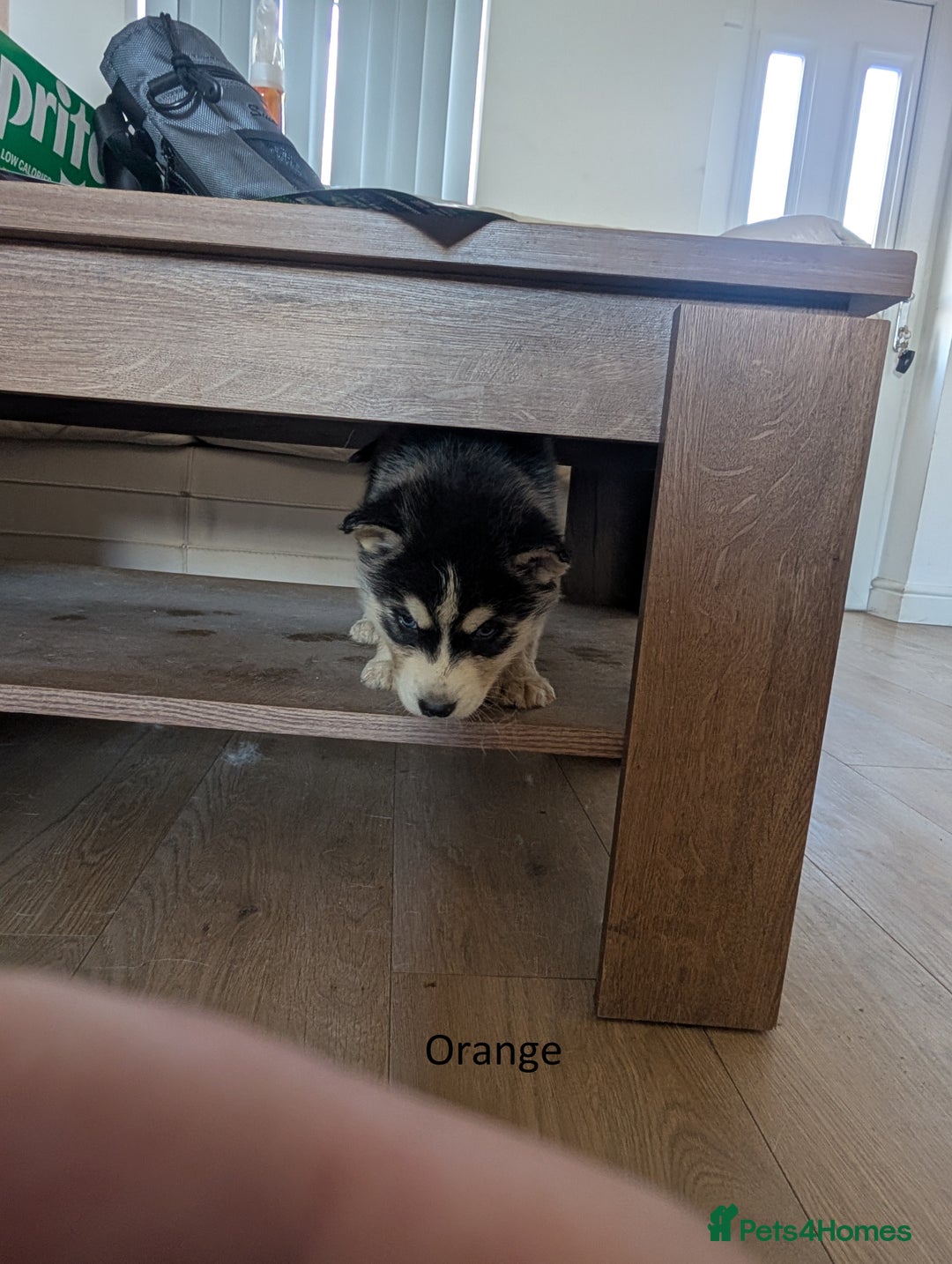 Siberian Husky dogs for sale: 5 Syberrian Husky puppies - Image 20