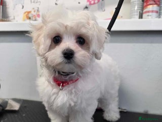 Maltipoo dogs - Advert 23