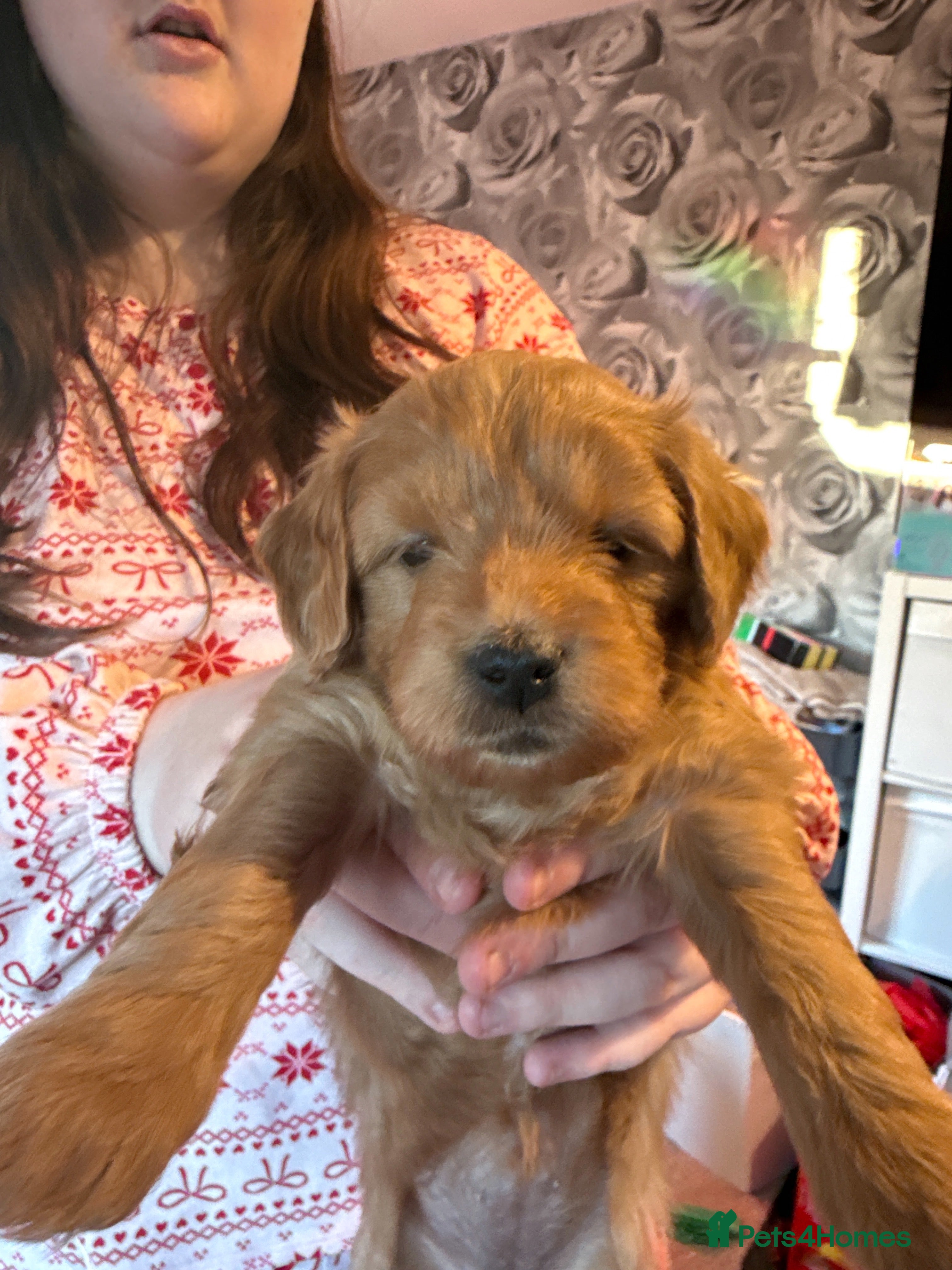 Goldendoodle dogs Ready to go 17th jan 26. F1 mini Goldendoodles - Advert 1