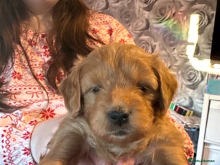 Goldendoodle dogs Ready to go 17th jan 26. F1 mini Goldendoodles - Advert 1