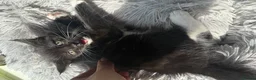 Mixed Breed cats for sale: Mixed Maine Coon Kittens in Richmond - Advert 25