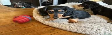 Miniature Dachshund Puppy 8 black & tan boy 