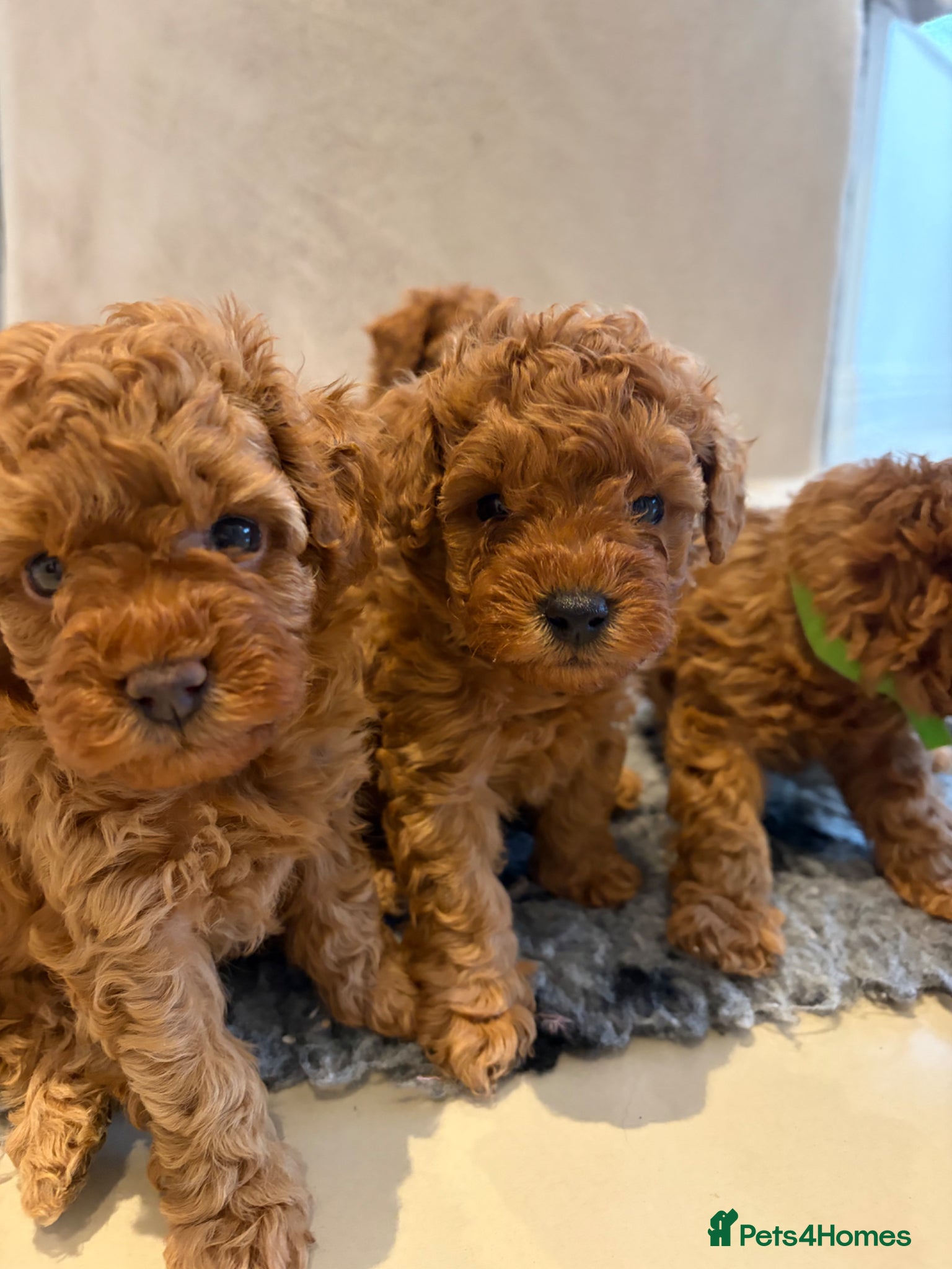 Cavapoo dogs Cavapoo puppies (Extensively health tested) F1b  - Advert 3