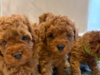 Cavapoo dogs Cavapoo puppies (Extensively health tested) F1b - Advert 3