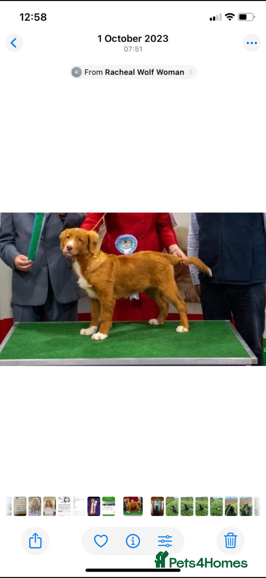 Nova Scotia Duck Tolling Retriever dogs for sale: Beautiful Kc registered nova scotias puppies  - Advert 9