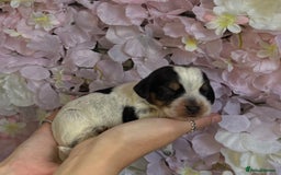 Beagle dogs for sale: KC Registered & Health Tested Puppies - Image 12