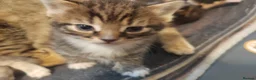 Mixed Breed cats for sale: 4 gorgeous little kitten looking for homes  - Advert 21