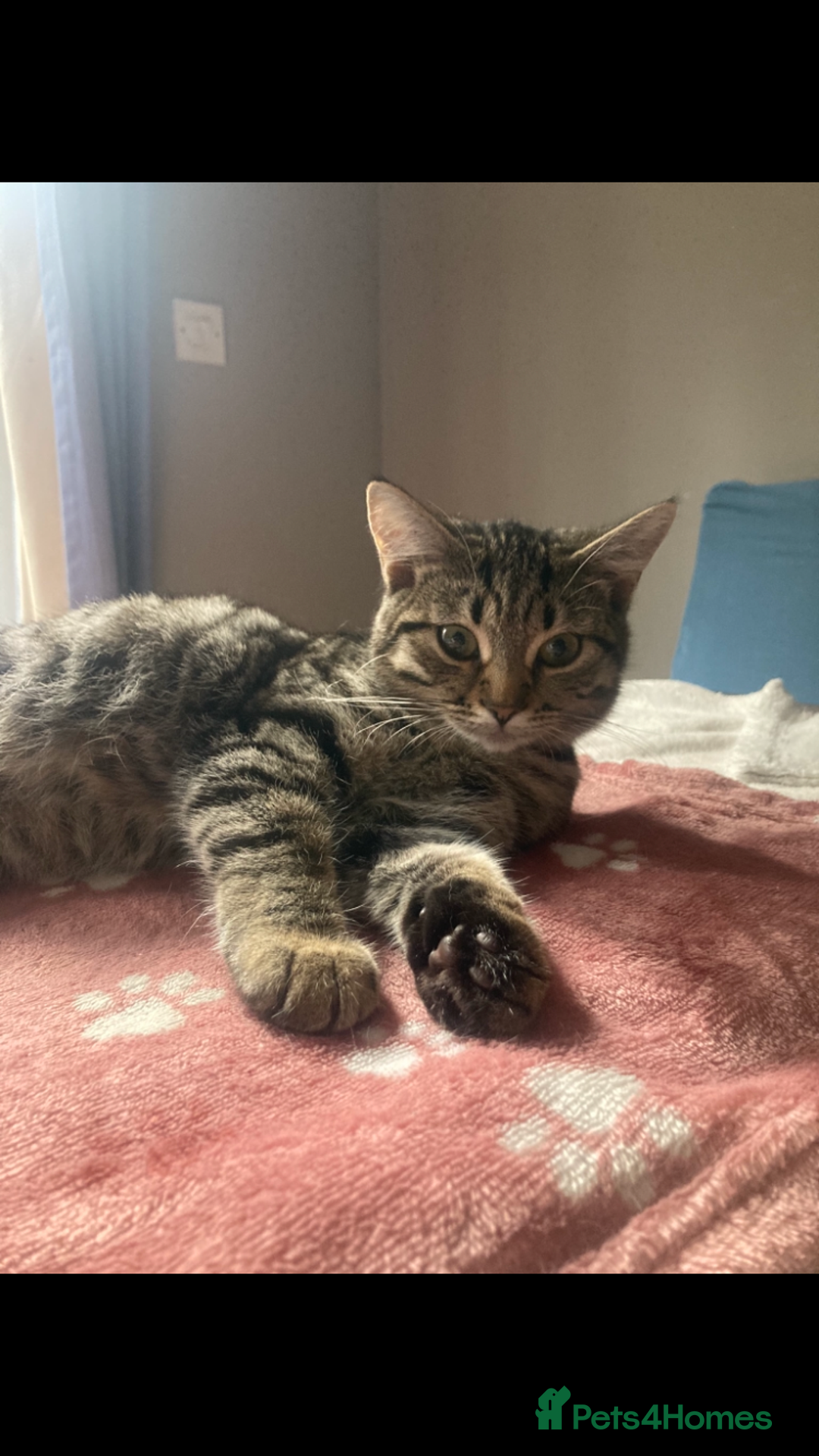 British Shorthair cats for sale: Loving British short hair and tabby cats - Image 3