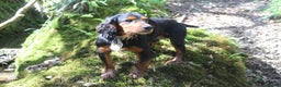 Cocker Spaniel dogs for stud: Health Tested Black & Tan W/Cocker Spaniel Stud in Totnes - Advert 5