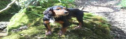 Cocker Spaniel dogs for stud: Health Tested Black & Tan W/Cocker Spaniel Stud in Totnes - Advert 5