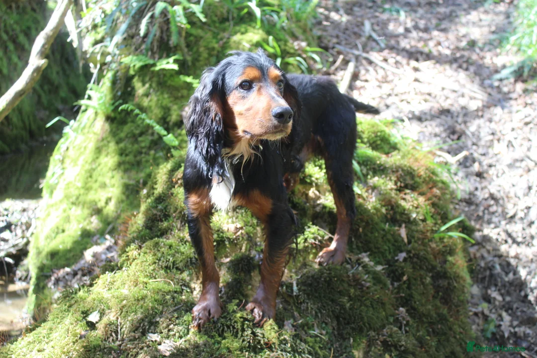 Cocker Spaniel dogs for stud: Health Tested Black & Tan W/Cocker Spaniel Stud in Totnes - Advert 5