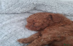 Toy Poodle dogs for sale: Beautiful Toy poodle puppy  - Image 3