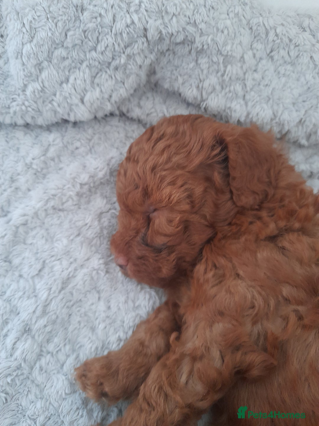 Toy Poodle dogs for sale: Beautiful Toy poodle puppy  - Image 3