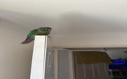 Conures birds for sale: Green Cheek Conure - Image 3