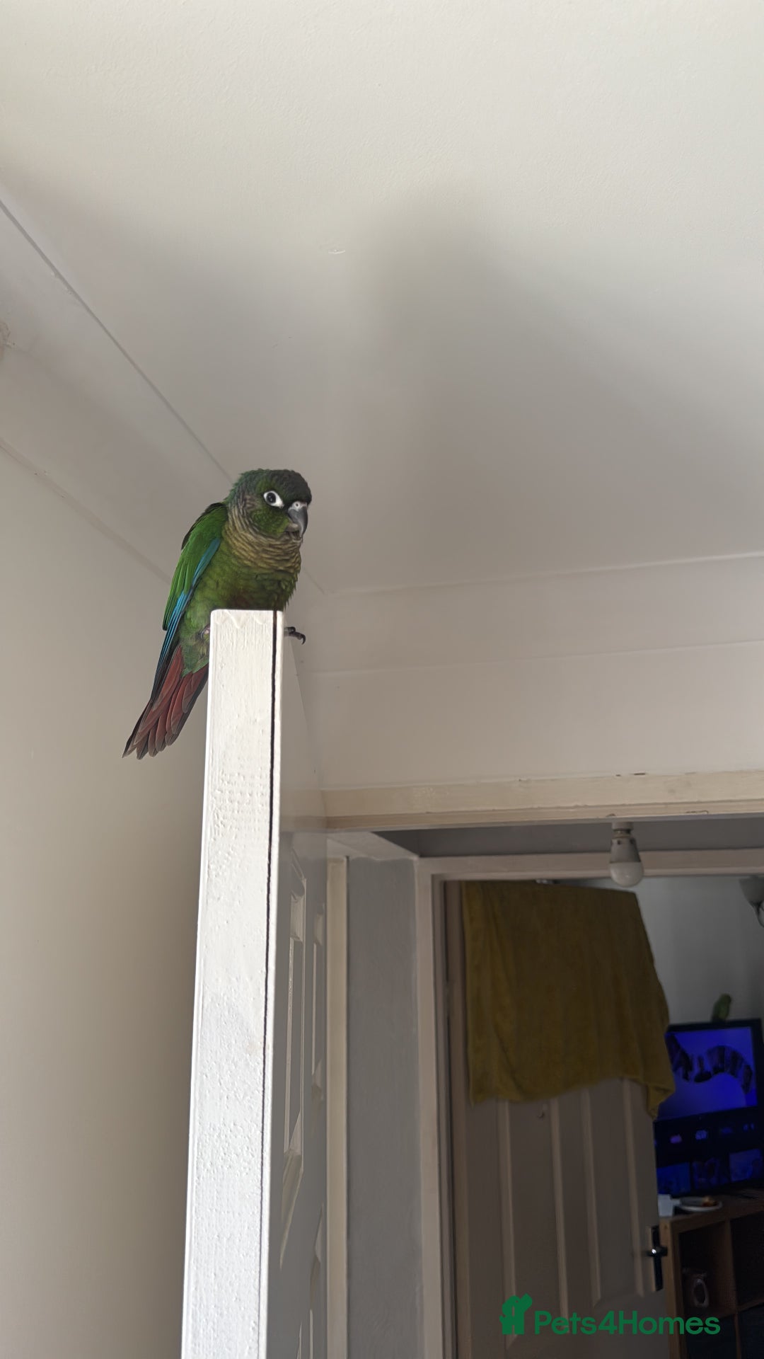 Conures birds for sale: Green Cheek Conure - Image 3