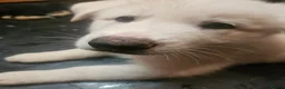 Shepsky dogs for sale: 6 Gorgeous Shepsky puppies for sale - Advert 11