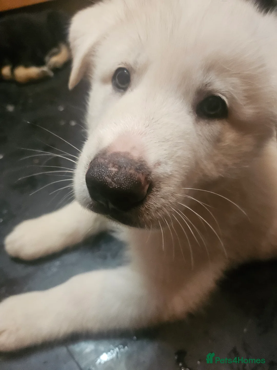 Shepsky dogs for sale: 6 Gorgeous Shepsky puppies for sale - Advert 11